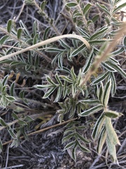 Potentilla crinita