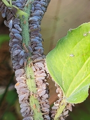 Neoprociphilus aceris