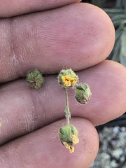 Potentilla crinita