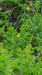 Jasminum nudiflorum