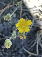 Potentilla crinita