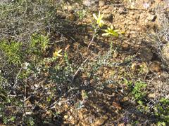 Osteospermum polygaloides polygaloides