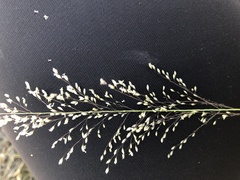 Blepharoneuron tricholepis