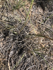 Blepharoneuron tricholepis