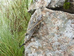 Pseudocordylus subviridis