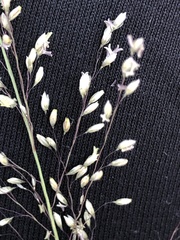 Blepharoneuron tricholepis