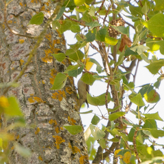 Ficedula hypoleuca