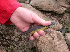 Pseudocordylus subviridis