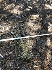 Boechera centrifendleri