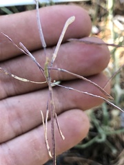 Boechera centrifendleri