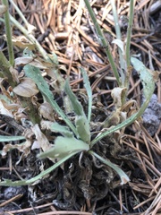 Boechera centrifendleri