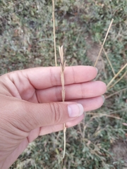 Thinopyrum bessarabicum