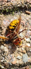 Vespa crabro