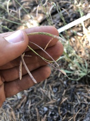 Boechera centrifendleri