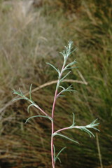 Petrosimonia triandra