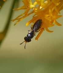 Hylaeus
