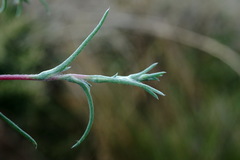 Petrosimonia triandra