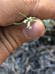 Boechera centrifendleri