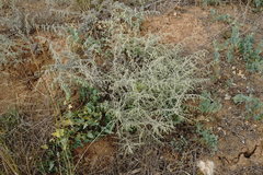 Artemisia fragrans