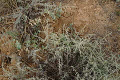 Artemisia fragrans