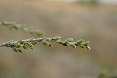 Artemisia fragrans