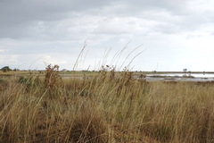 Thinopyrum elongatum