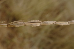 Thinopyrum elongatum