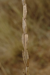 Thinopyrum elongatum