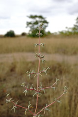 Petrosimonia brachiata