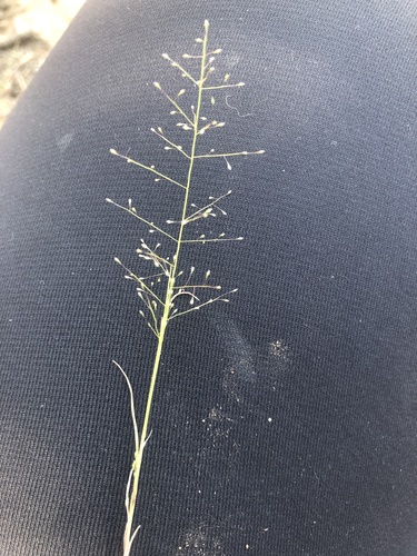 Muhlenbergia minutissima, 2021-09-12