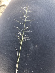 Muhlenbergia minutissima