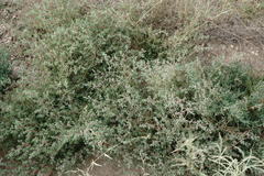 Petrosimonia brachiata
