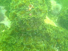 Exallosorus harveyanus