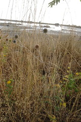 Echinops ritro ruthenicus