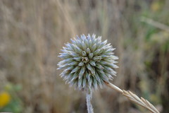 Echinops ritro ruthenicus