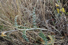 Echinops ritro ruthenicus