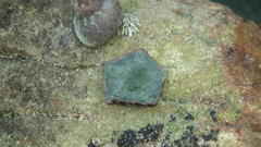 Patiriella