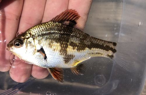 Dwarf surfperch (Micrometrus minimus) — Embiotocidae — 3