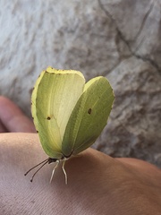 Gonepteryx cleopatra