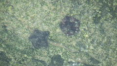 Patiriella