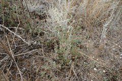 Petrosimonia brachiata
