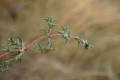 Petrosimonia brachiata