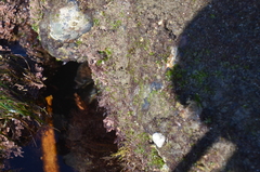 Gymnothorax mordax