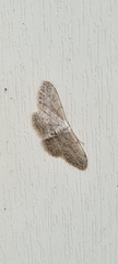 Idaea seriata
