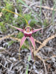 Caladenia decora