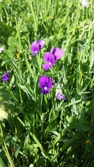 Viola pseudogracilis cassinensis