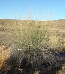 Gomphocarpus filiformis