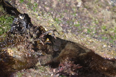 Gymnothorax mordax