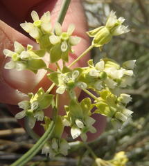 Gomphocarpus filiformis