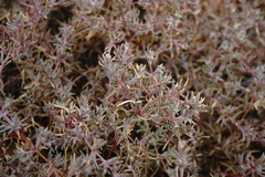 Petrosimonia brachiata